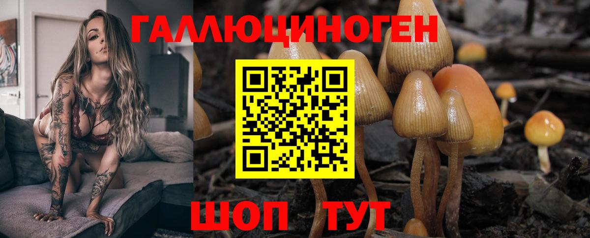 Псилоцибиновые грибы Cubensis Пугачёв